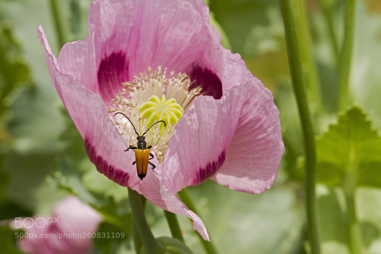 Canon EOS 7D sample photo. The beetle and the photography