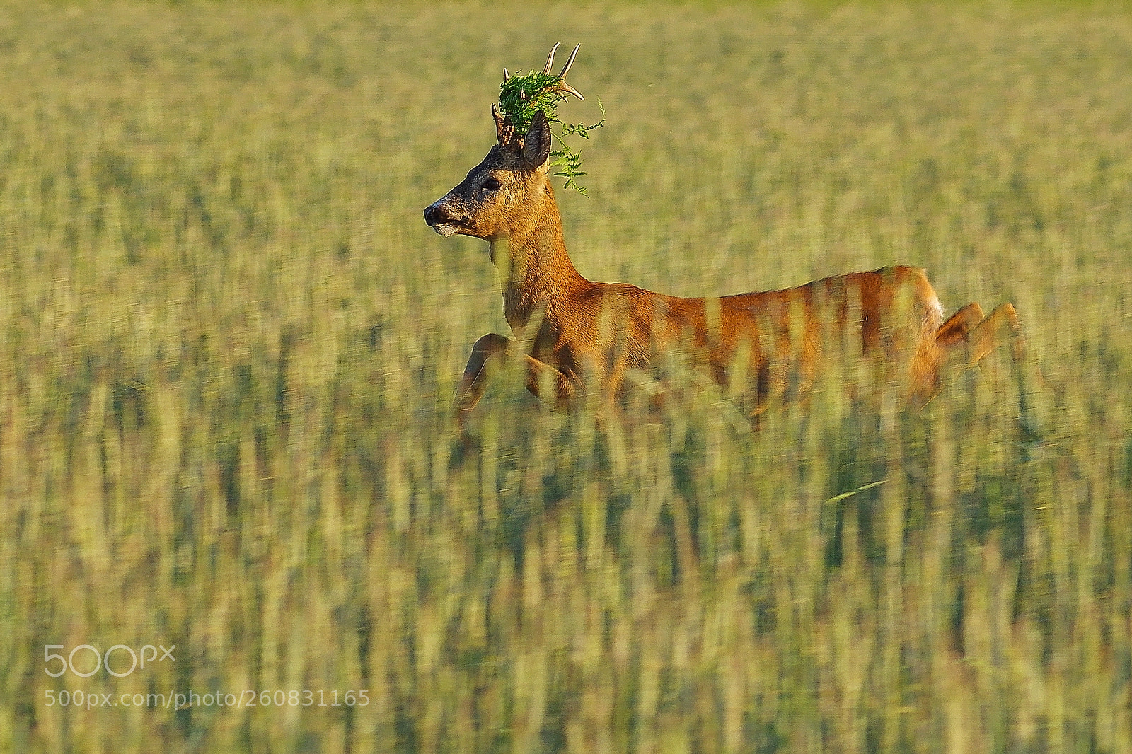 Pentax K-3 sample photo. Saturday evening :) photography
