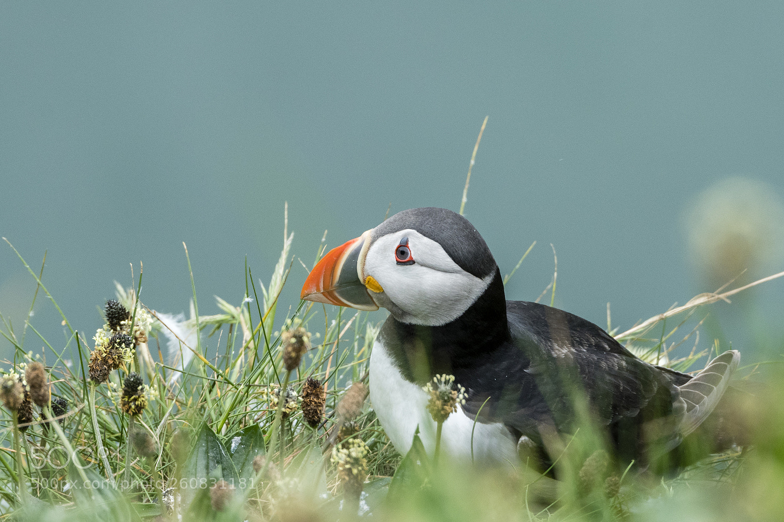 Nikon D500 sample photo. Puffin photography
