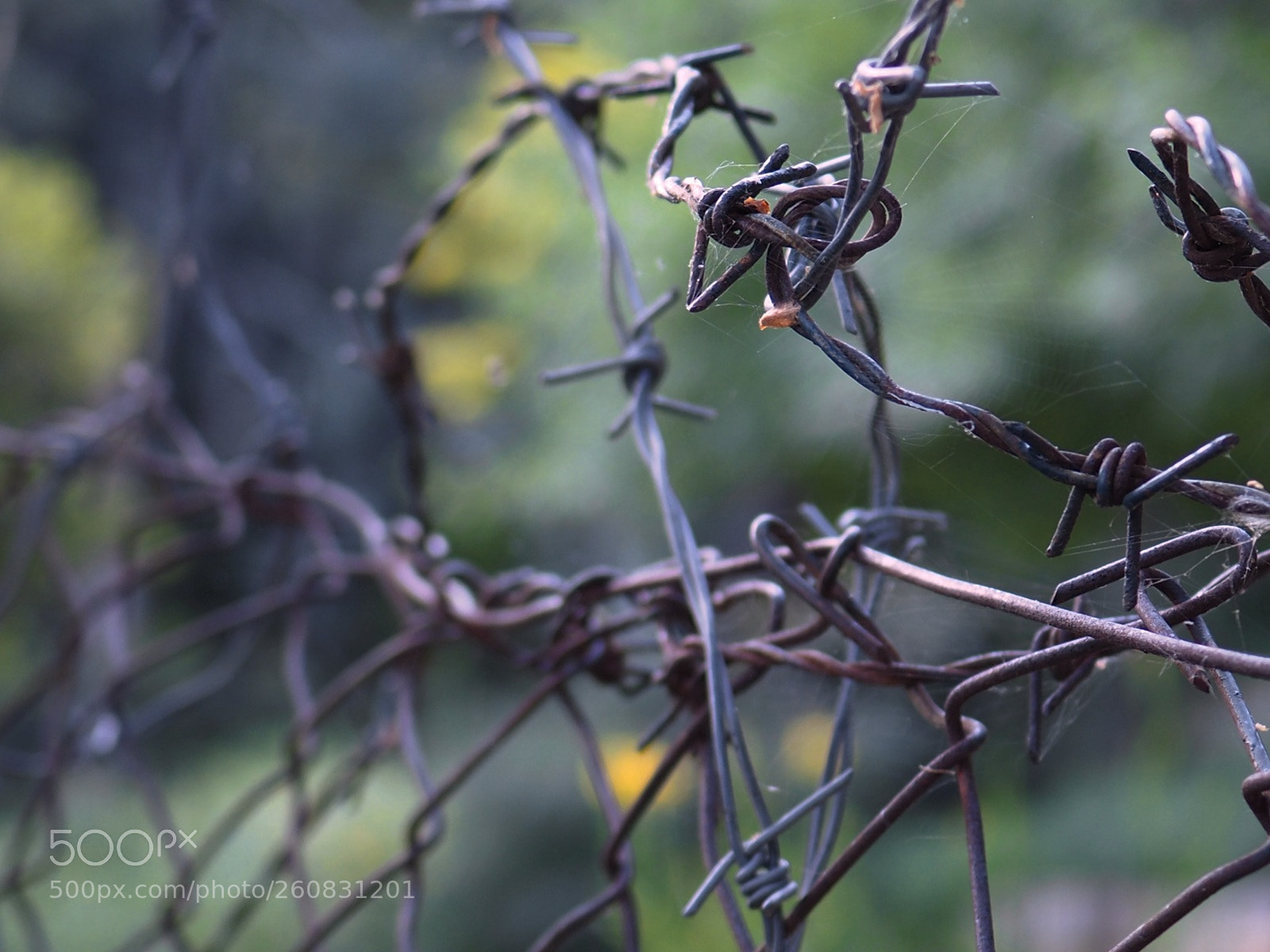 Olympus OM-D E-M10 II sample photo. Wire mesh photography