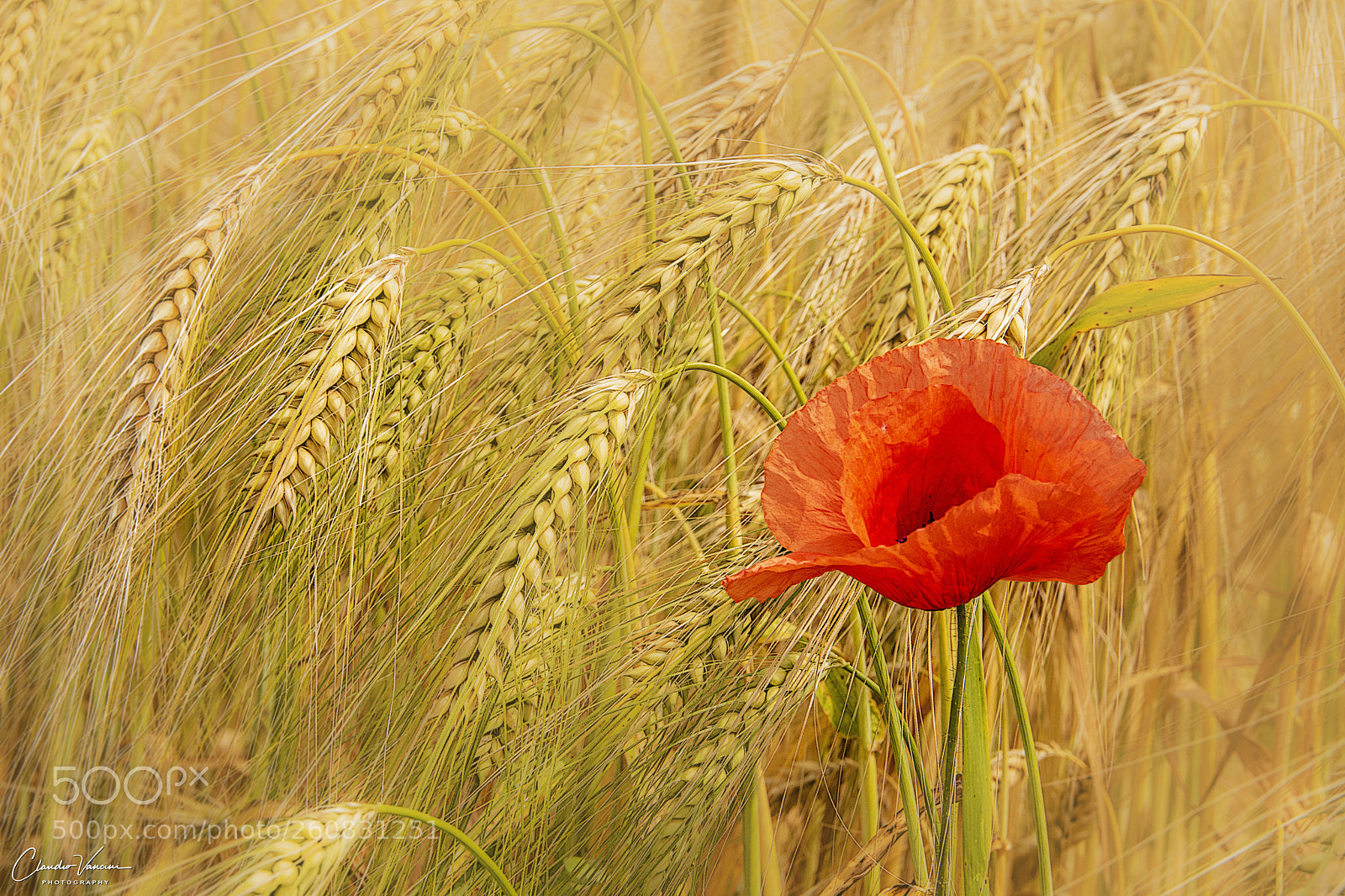 Nikon D5600 sample photo. Poppy in a cornfield photography