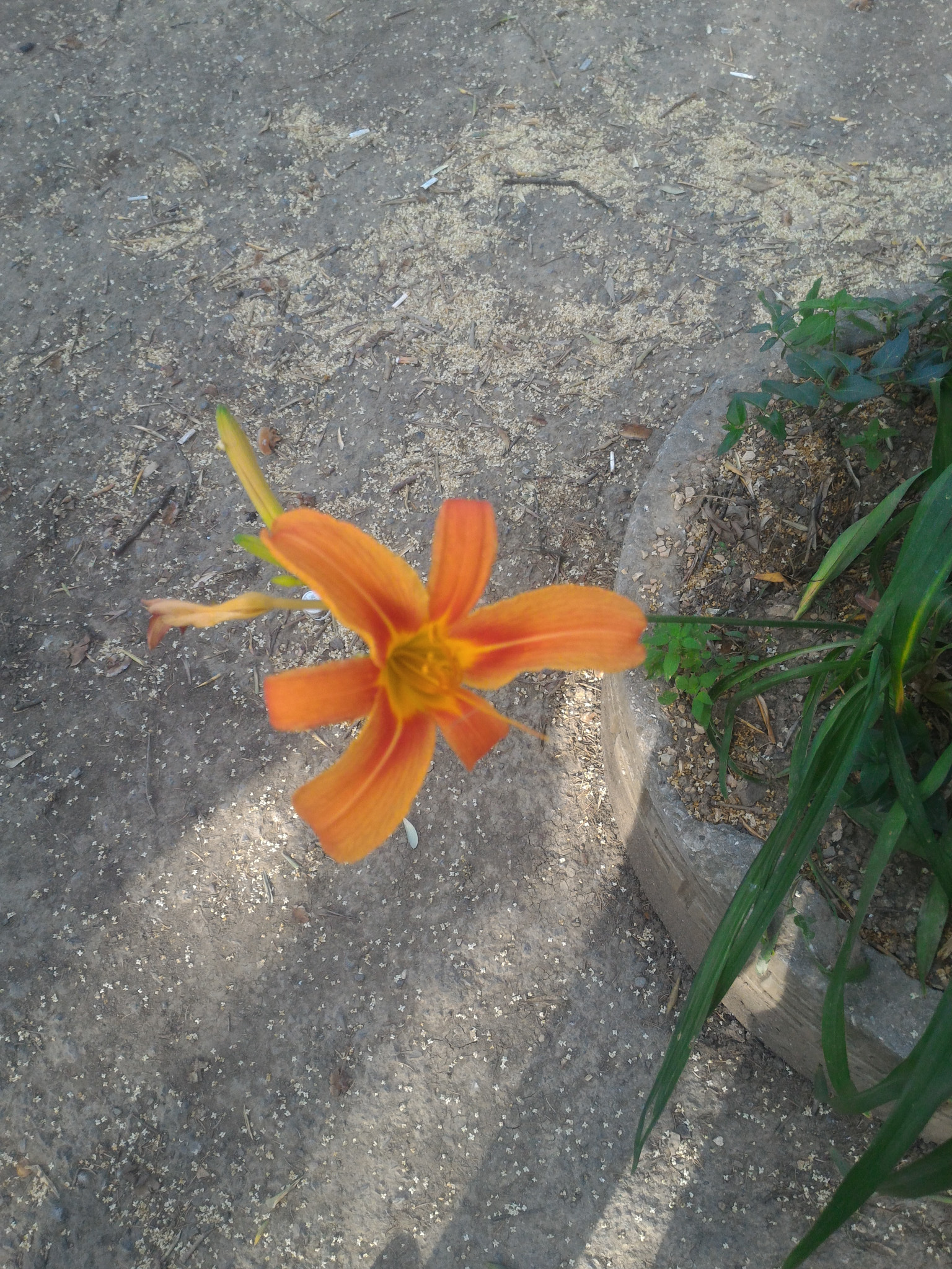 ASUS ZenFone 2 (ZE551ML) sample photo. Цветок photography