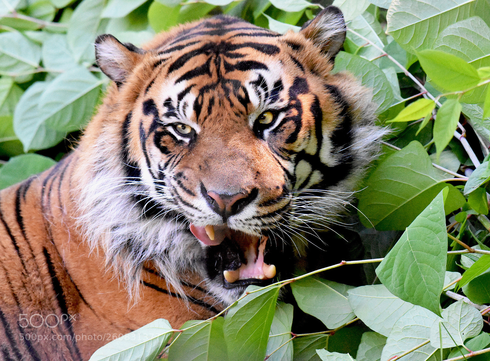 Nikon D7200 sample photo. Lion among the leaves photography
