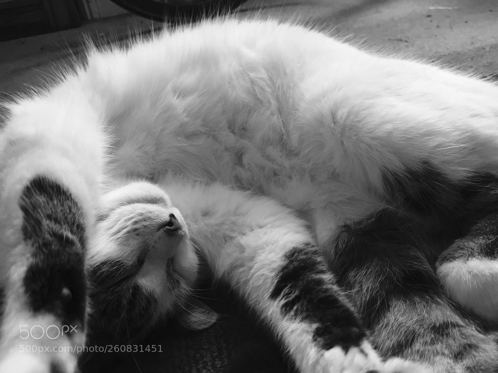 Apple iPhone 6 sample photo. My cat photography