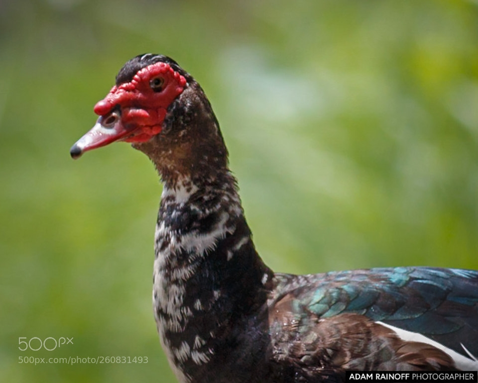 Canon EOS 70D sample photo. Muscovy duck cameguadua chinchina photography