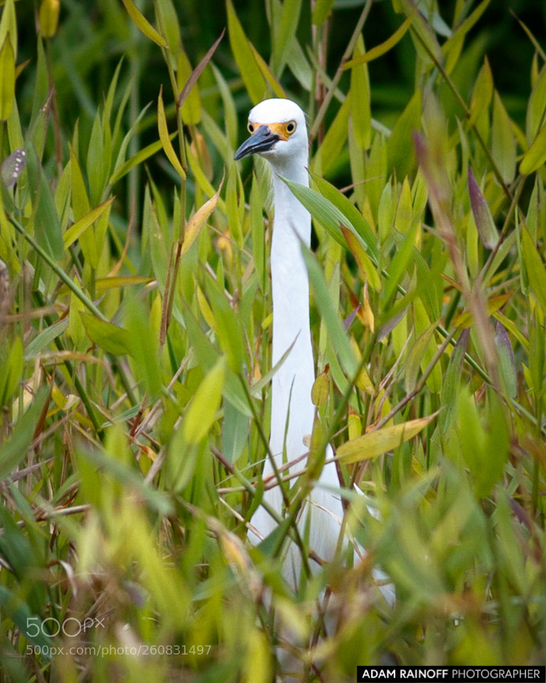 Canon EOS 70D sample photo. Snowy egret cameguadua chinchina photography