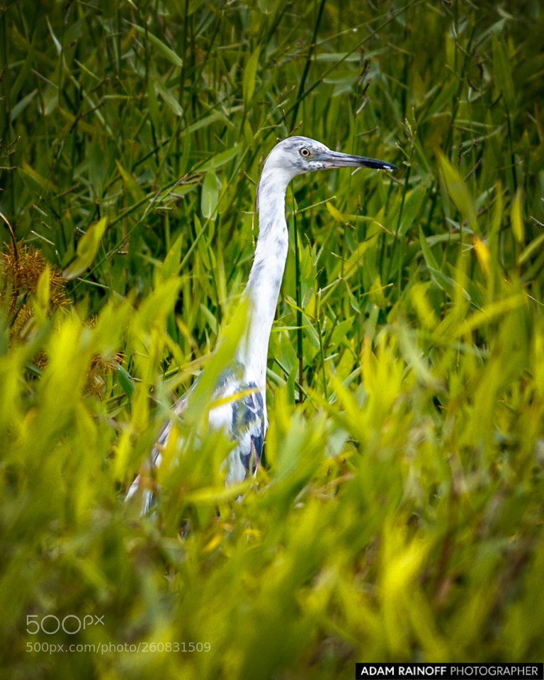 Canon EOS 70D sample photo. Juvenile little blue heron photography