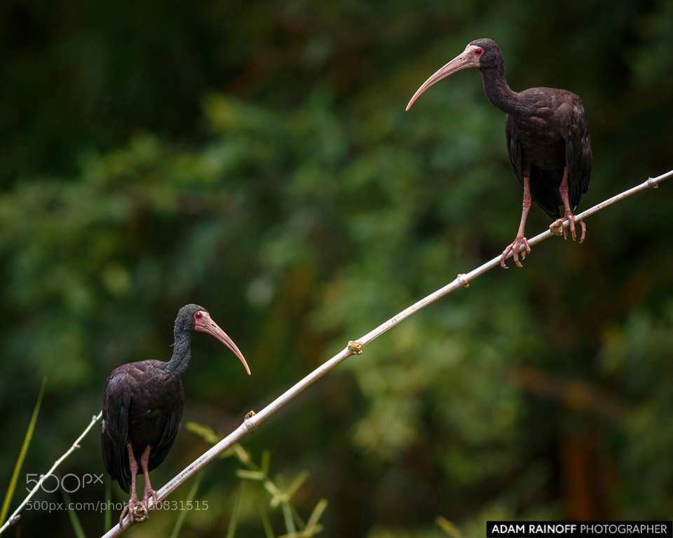 Canon EOS 70D sample photo. Bare-faced ibis cameguadua chinchina photography