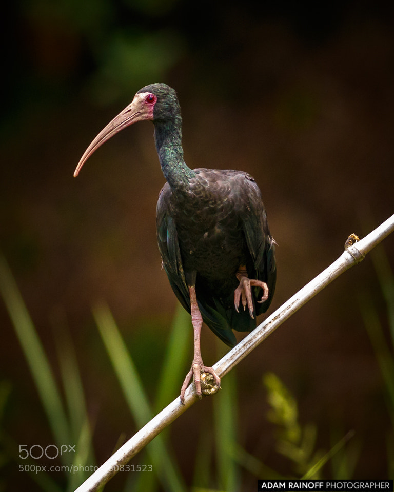 Canon EOS 70D sample photo. Bare-faced ibis cameguadua chinchina photography