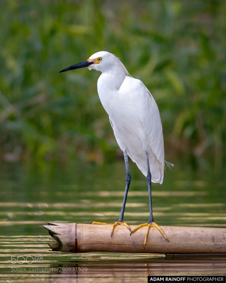 Canon EOS 70D sample photo. Snowy egret cameguadua chinchina photography