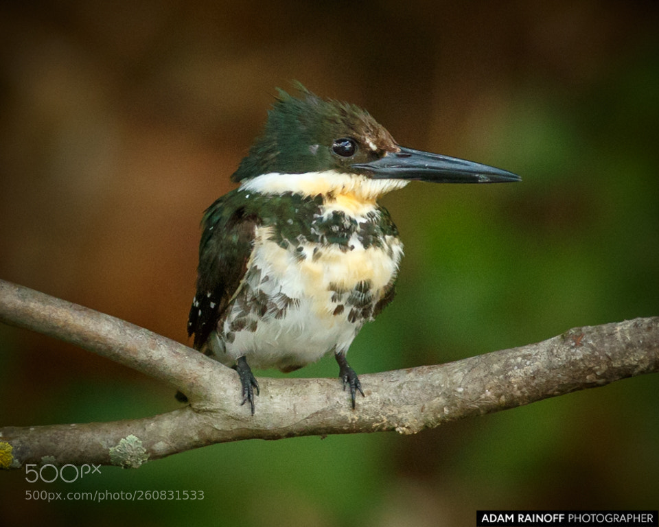 Canon EOS 70D sample photo. Green kingfisher cameguadua chinchina photography