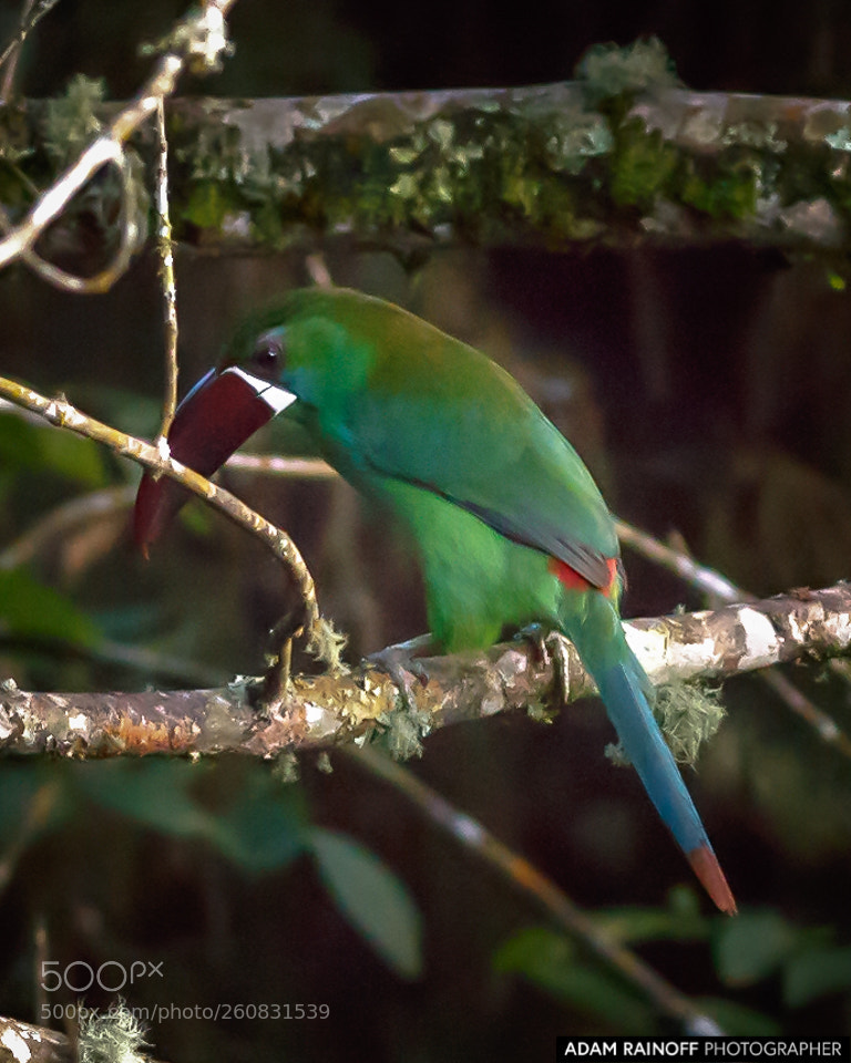 Canon EOS 70D sample photo. Crimson rumped toucanet alcazares photography