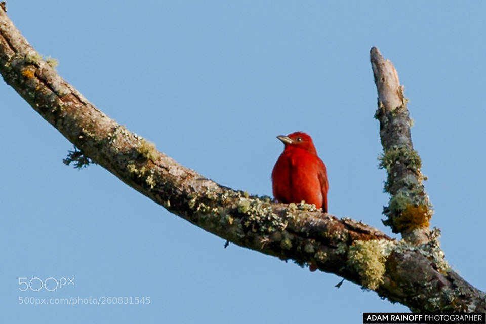 Canon EOS 70D sample photo. Summer tanager alcazares manizales photography
