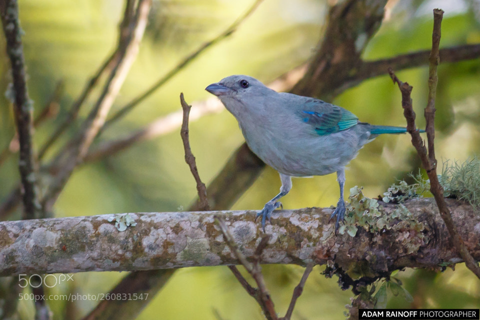 Canon EOS 70D sample photo. Blue gray tanager alcazares photography