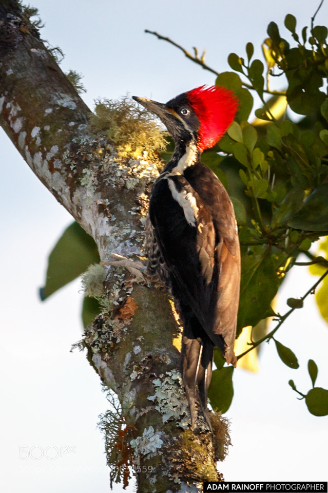 Canon EOS 70D sample photo. Lineated woodpecker alcazares manizales photography