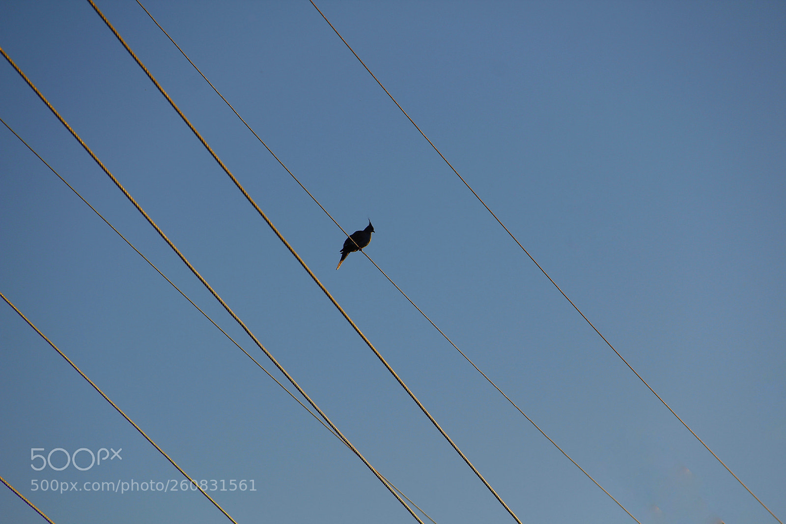 Canon EOS 60D sample photo. Bird on a wire photography