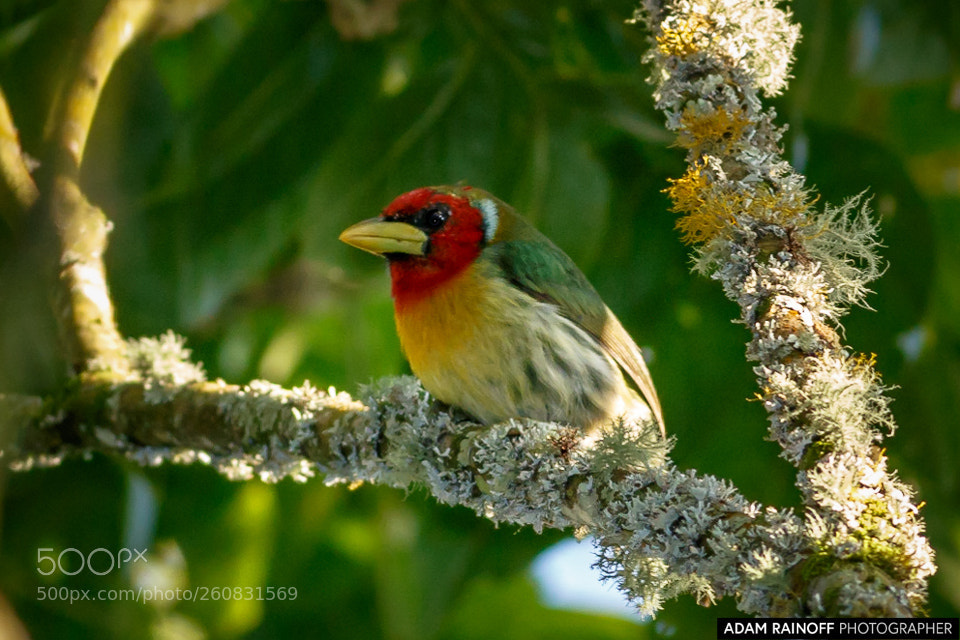 Canon EOS 70D sample photo. Red-headed barbet alcazares manizales photography