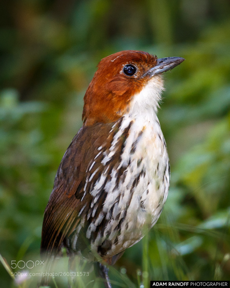 Canon EOS 70D sample photo. Chestnut crowned antpitta rio photography