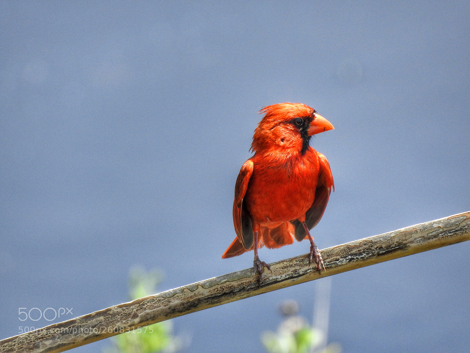 Nikon Coolpix P900 sample photo. A cardinal at the photography