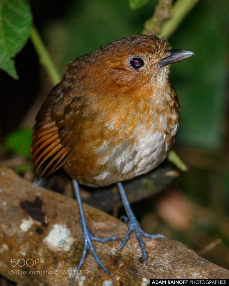 Canon EOS 70D sample photo. Brown banded antpitta rio photography