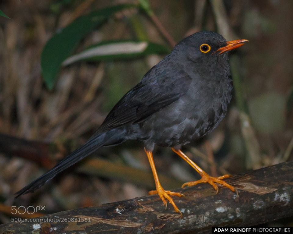 Canon EOS 70D sample photo. Great thrush rio blanco photography