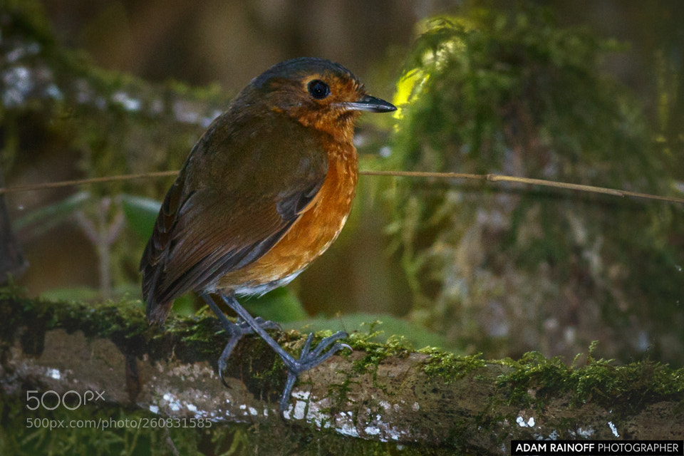 Canon EOS 70D sample photo. Slate crowned antpitta rio photography