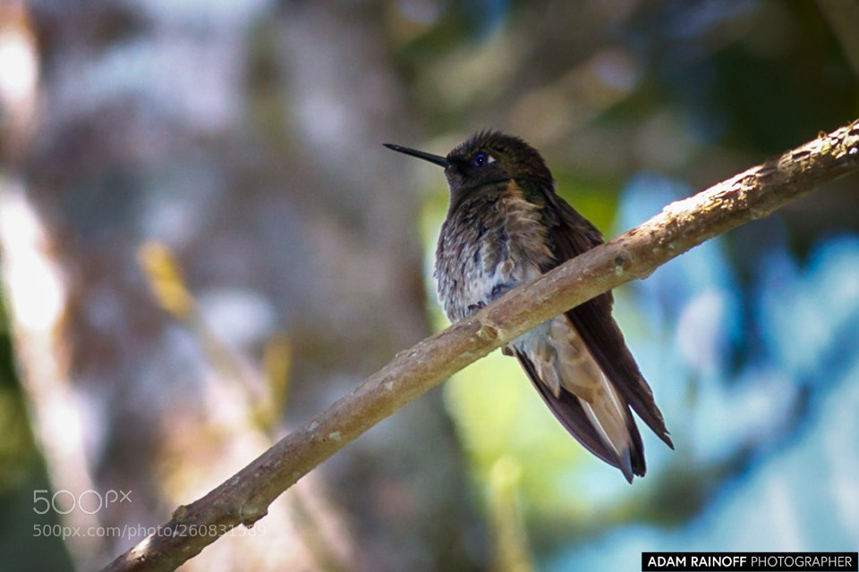 Canon EOS 70D sample photo. Buff tailed coronet rio photography