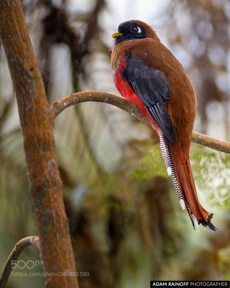 Canon EOS 70D sample photo. Female masked trogon rio photography
