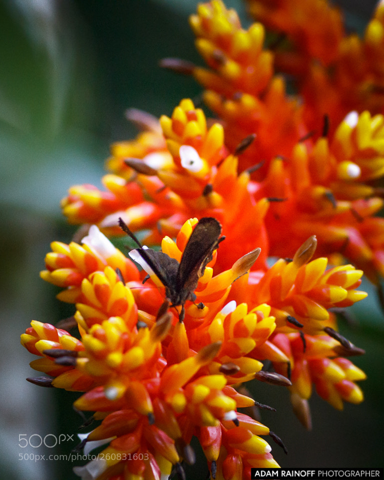 Canon EOS 70D sample photo. Bromelia flower rio blanco photography