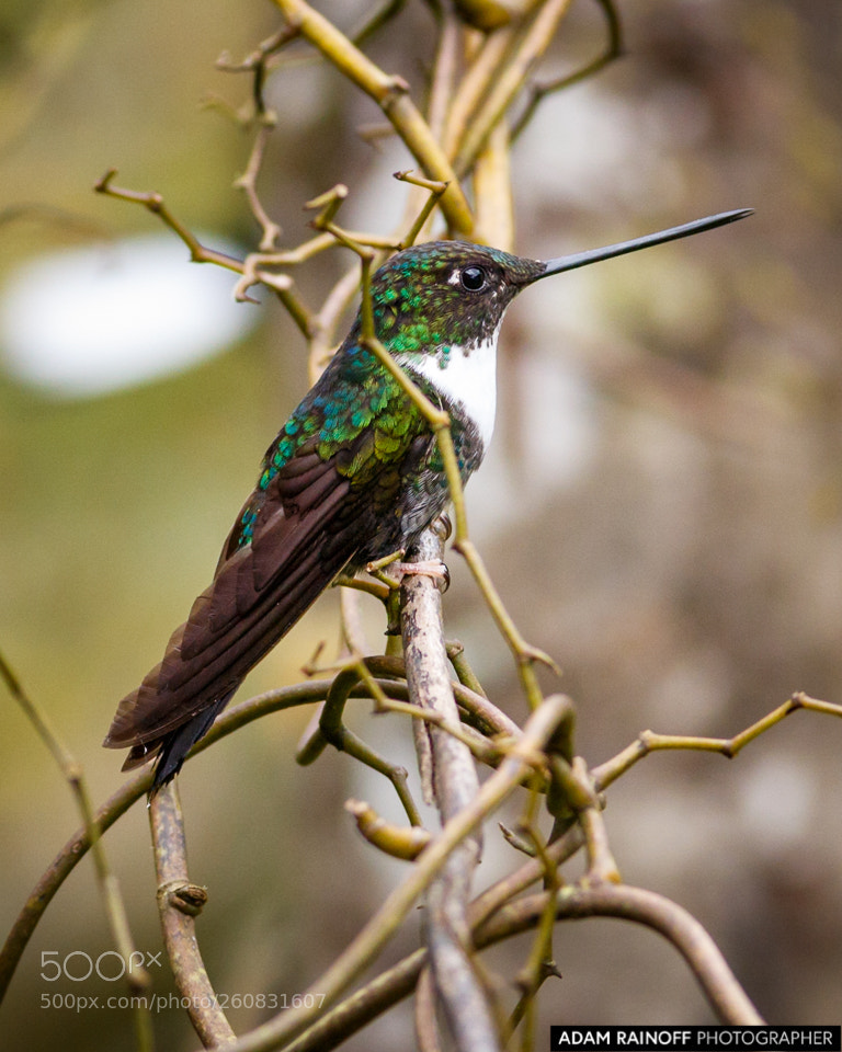 Canon EOS 70D sample photo. Collared inca hummingbird rio photography