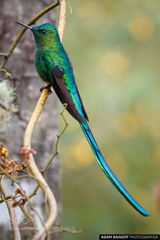Canon EOS 70D sample photo. Long tailed sylph rio photography