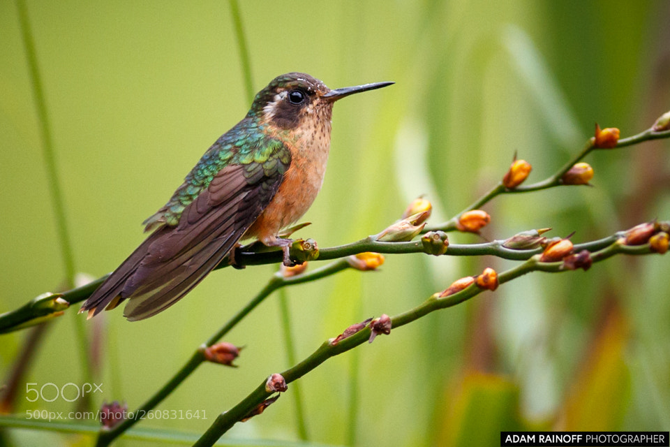 Canon EOS 70D sample photo. Speckled hummingbird rio blanco photography