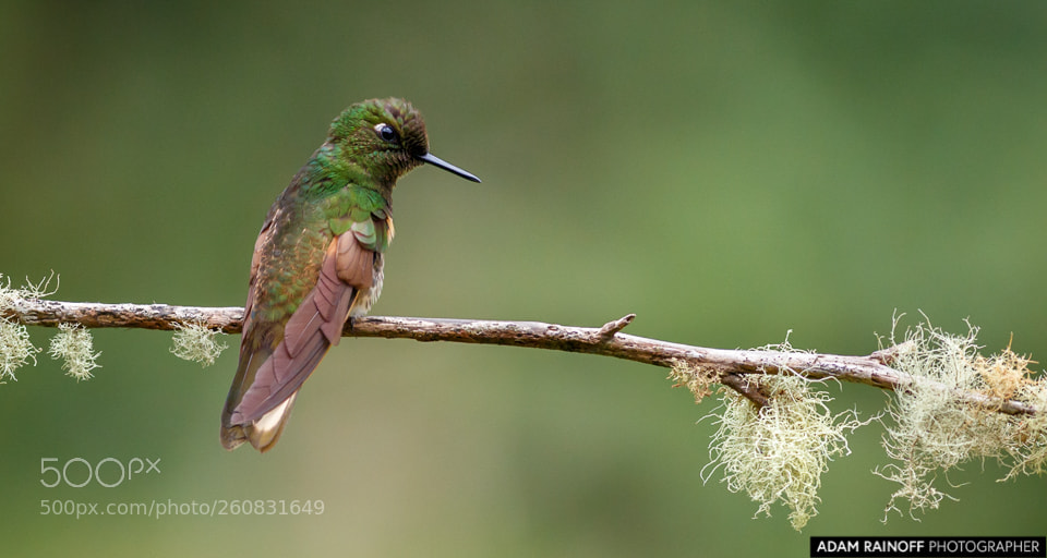 Canon EOS 70D sample photo. Buff tailed coronet rio photography