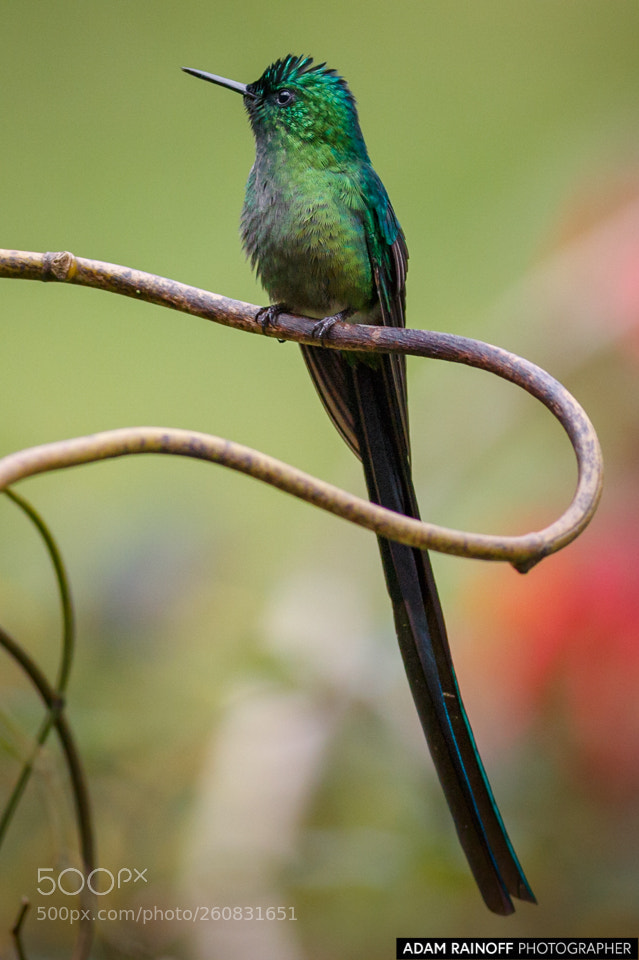 Canon EOS 70D sample photo. Long tailed sylph rio photography