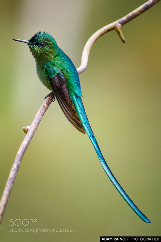 Canon EOS 70D sample photo. Long tailed sylph rio photography