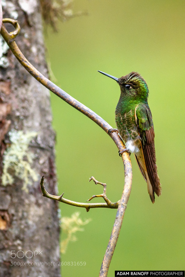 Canon EOS 70D sample photo. Buff tailed coronet rio photography