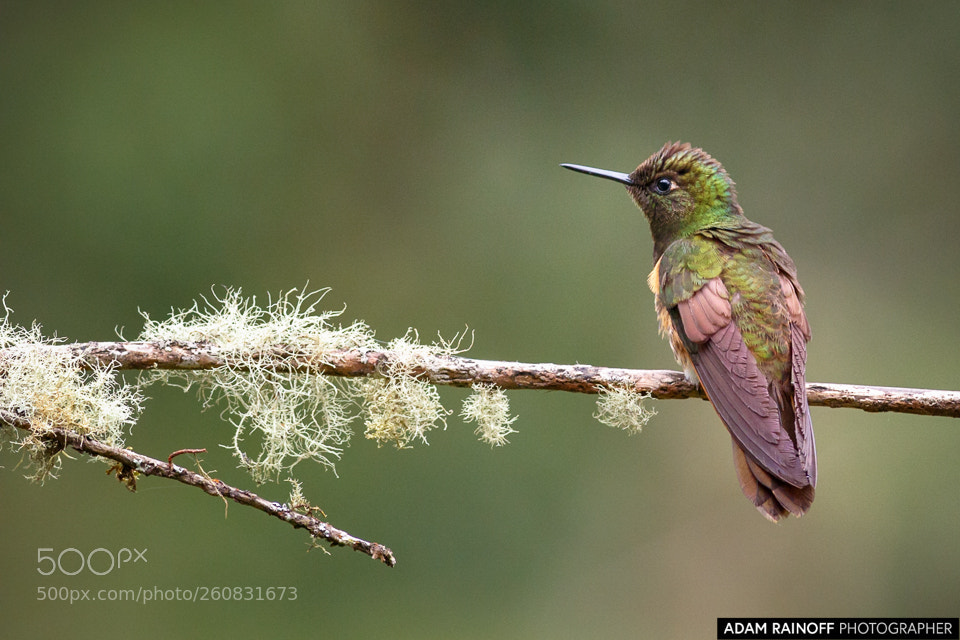Canon EOS 70D sample photo. Buff tailed coronet rio photography