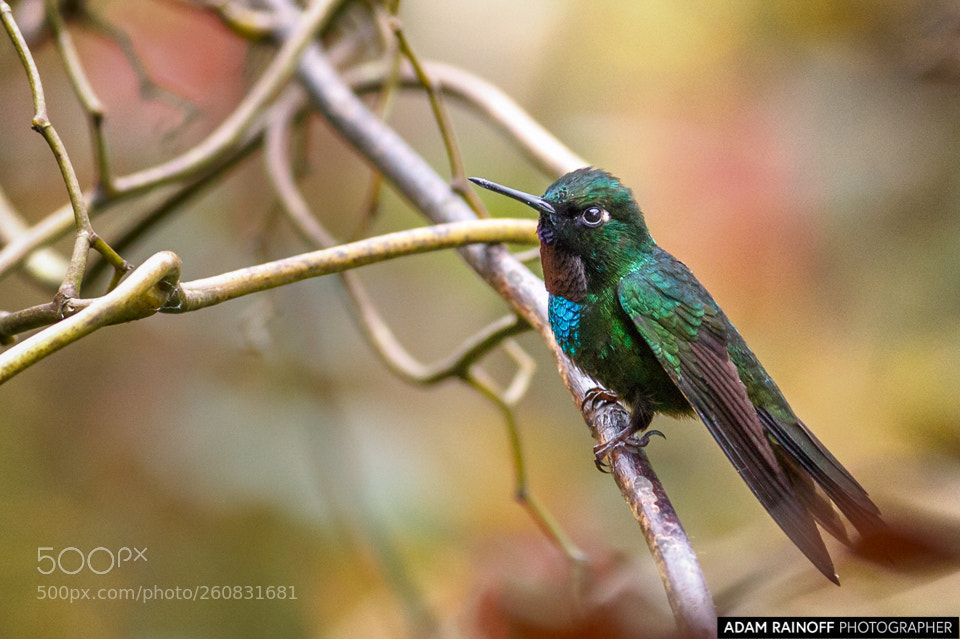 Canon EOS 70D sample photo. Tourmaline sun angel rio photography
