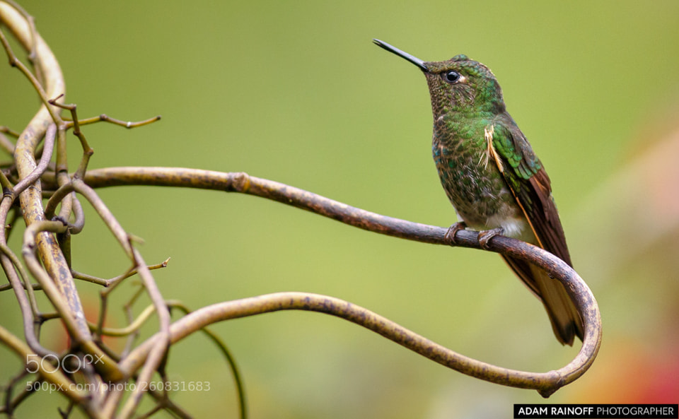 Canon EOS 70D sample photo. Buff tailed coronet rio photography
