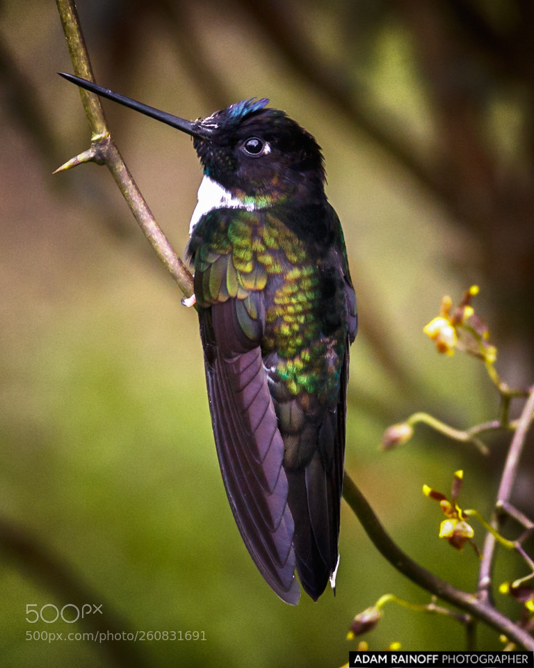 Canon EOS 70D sample photo. Collared inca hummingbird rio photography
