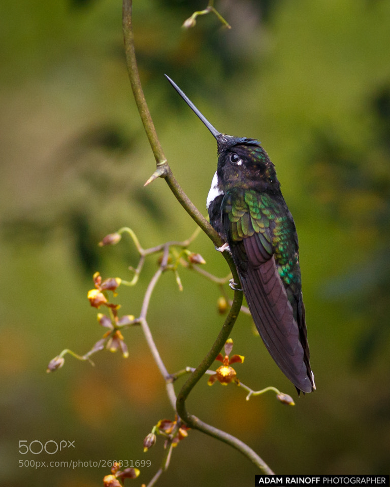 Canon EOS 70D sample photo. Collared inca hummingbird rio photography