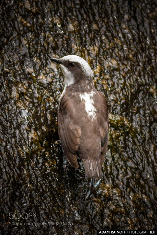 Canon EOS 70D sample photo. White capped dipper rio photography