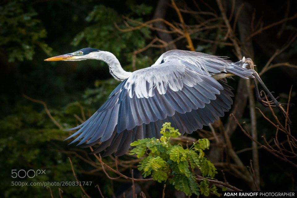 Canon EOS 70D sample photo. Cocoi heron guarinocito caldas photography