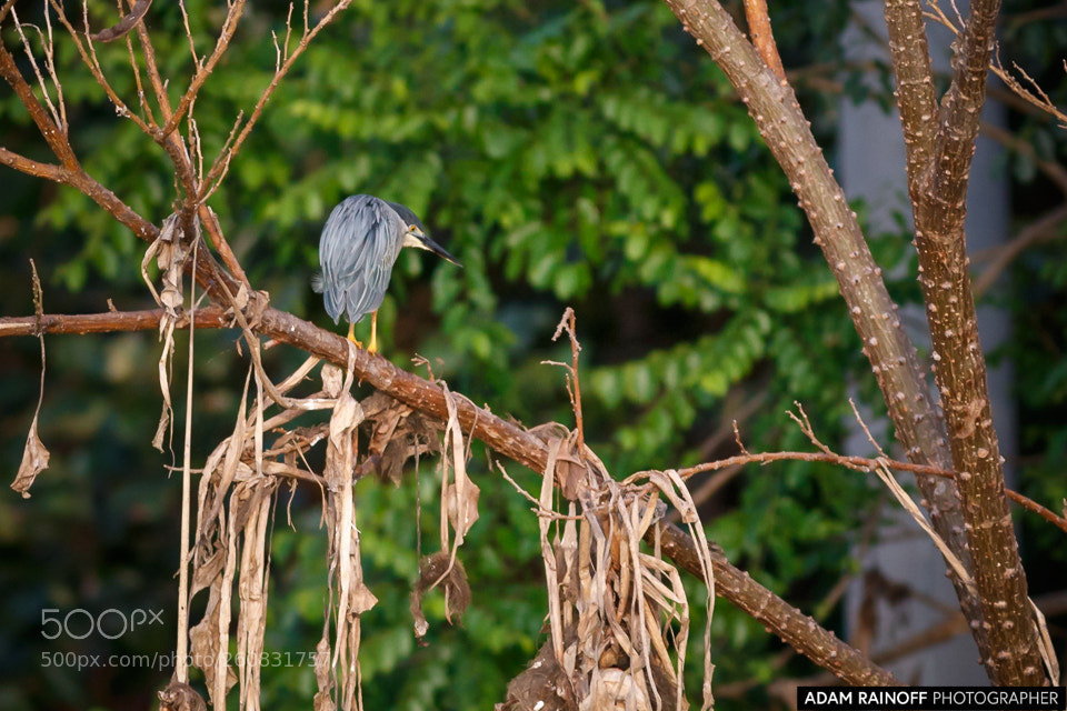 Canon EOS 70D sample photo. Striated heron guarinocito caldas photography