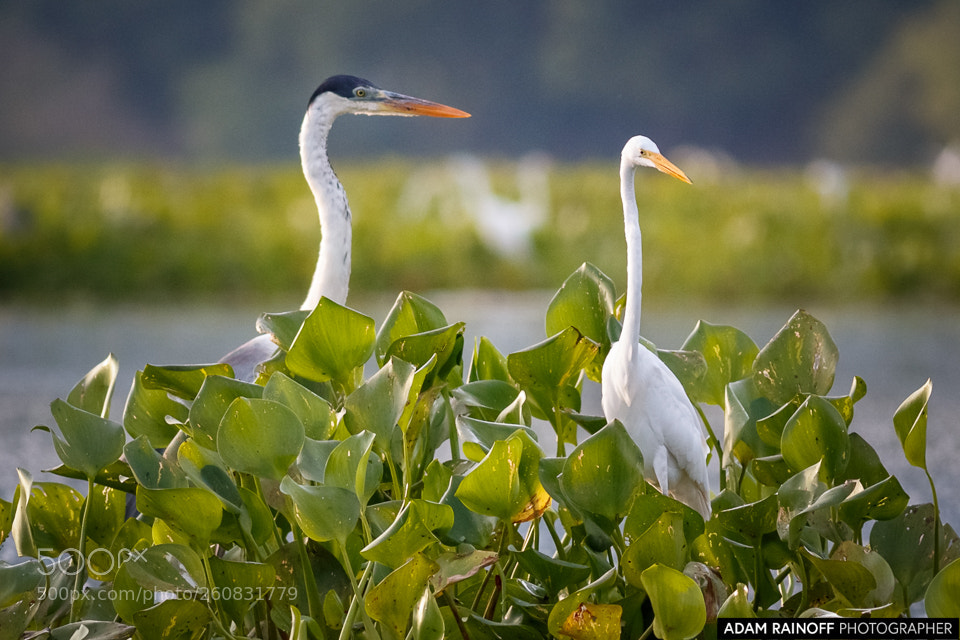 Canon EOS 70D sample photo. Cocoi heron and great photography