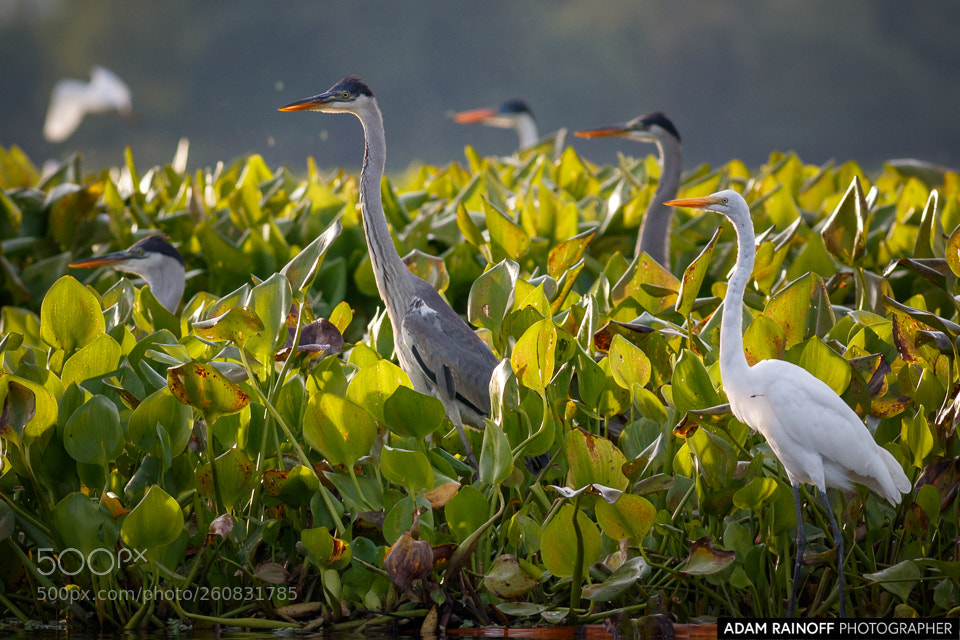Canon EOS 70D sample photo. Juvenile cocoi herons and photography
