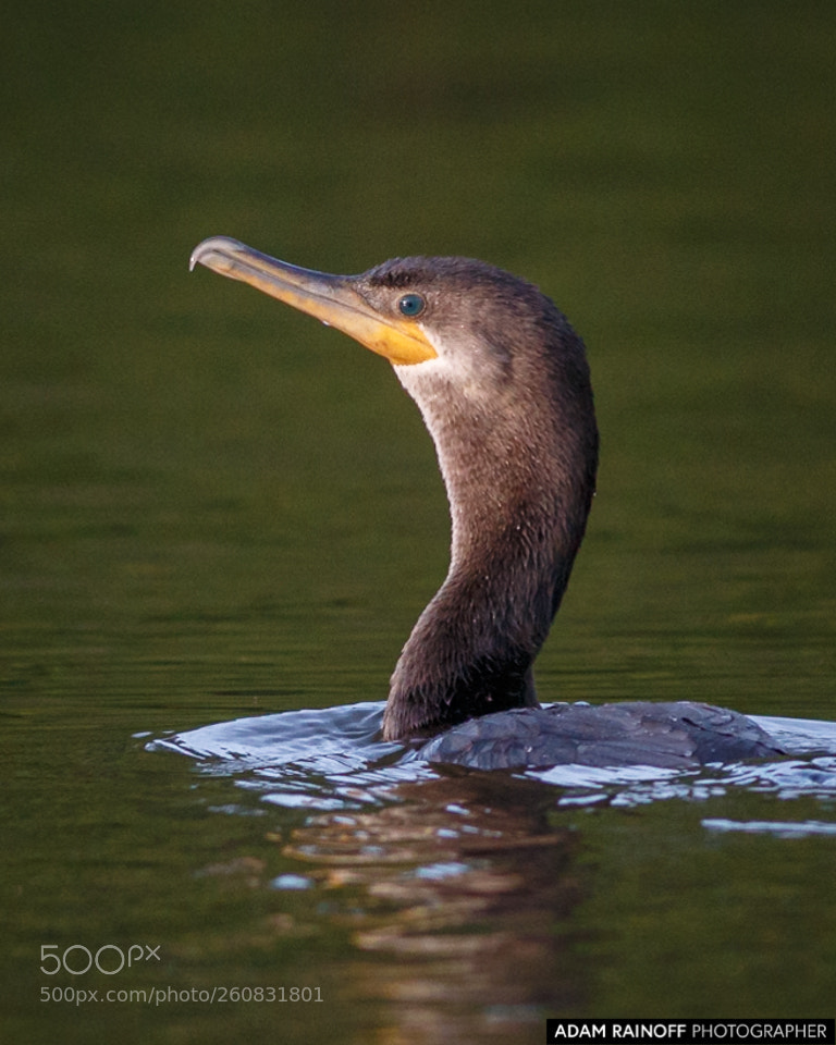 Canon EOS 70D sample photo. Neotropic cormorant guarinocito caldas photography