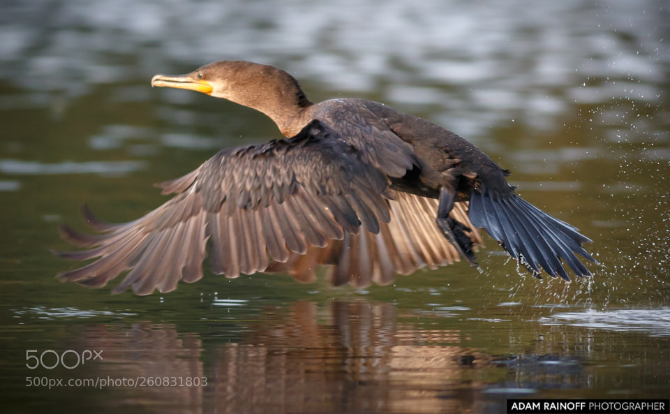 Canon EOS 70D sample photo. Neotropic cormorant guarinocito caldas photography