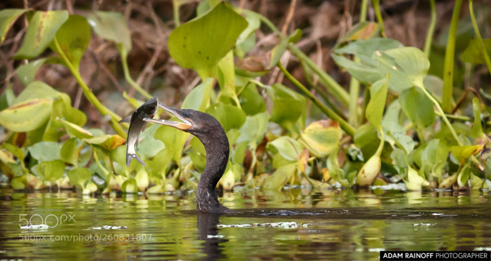 Canon EOS 70D sample photo. Neotropic cormorant guarinocito caldas photography