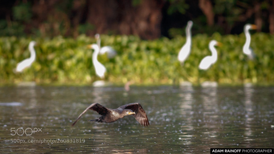 Canon EOS 70D sample photo. Neotropic cormorant in flight photography